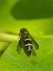 Symmorphus canadensis