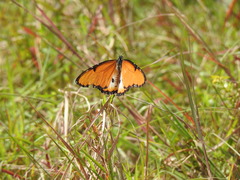 Danaus chrysippus dorippus