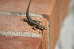 Podarcis muralis