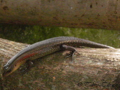 Eutropis multifasciata