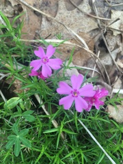 Phlox subulata