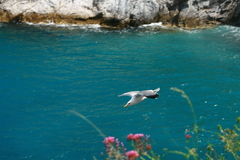Larus michahellis