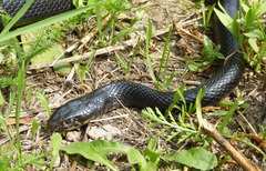Hierophis viridiflavus carbonarius