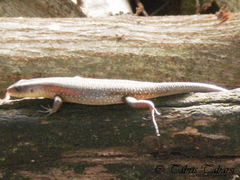 Eutropis multifasciata