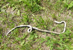 Hierophis viridiflavus carbonarius