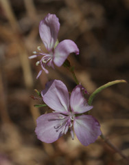 Clarkia bottae