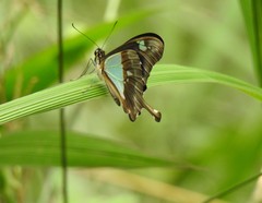 Papilio phorcas ansorgei