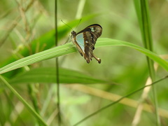 Papilio phorcas ansorgei