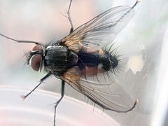 Thelaira nigripes
