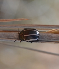 Leptinotarsa tlascalana