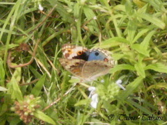 Junonia orithya