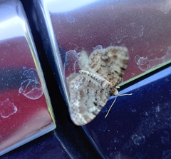 Eupithecia abietaria