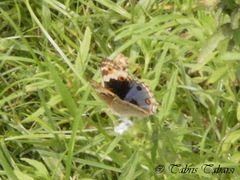 Junonia orithya