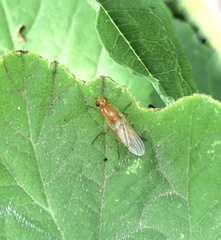 Psila fimetaria