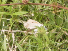 Junonia orithya