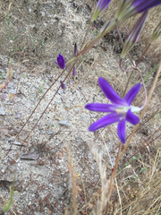 Brodiaea
