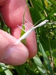 Pterophorus pentadactyla