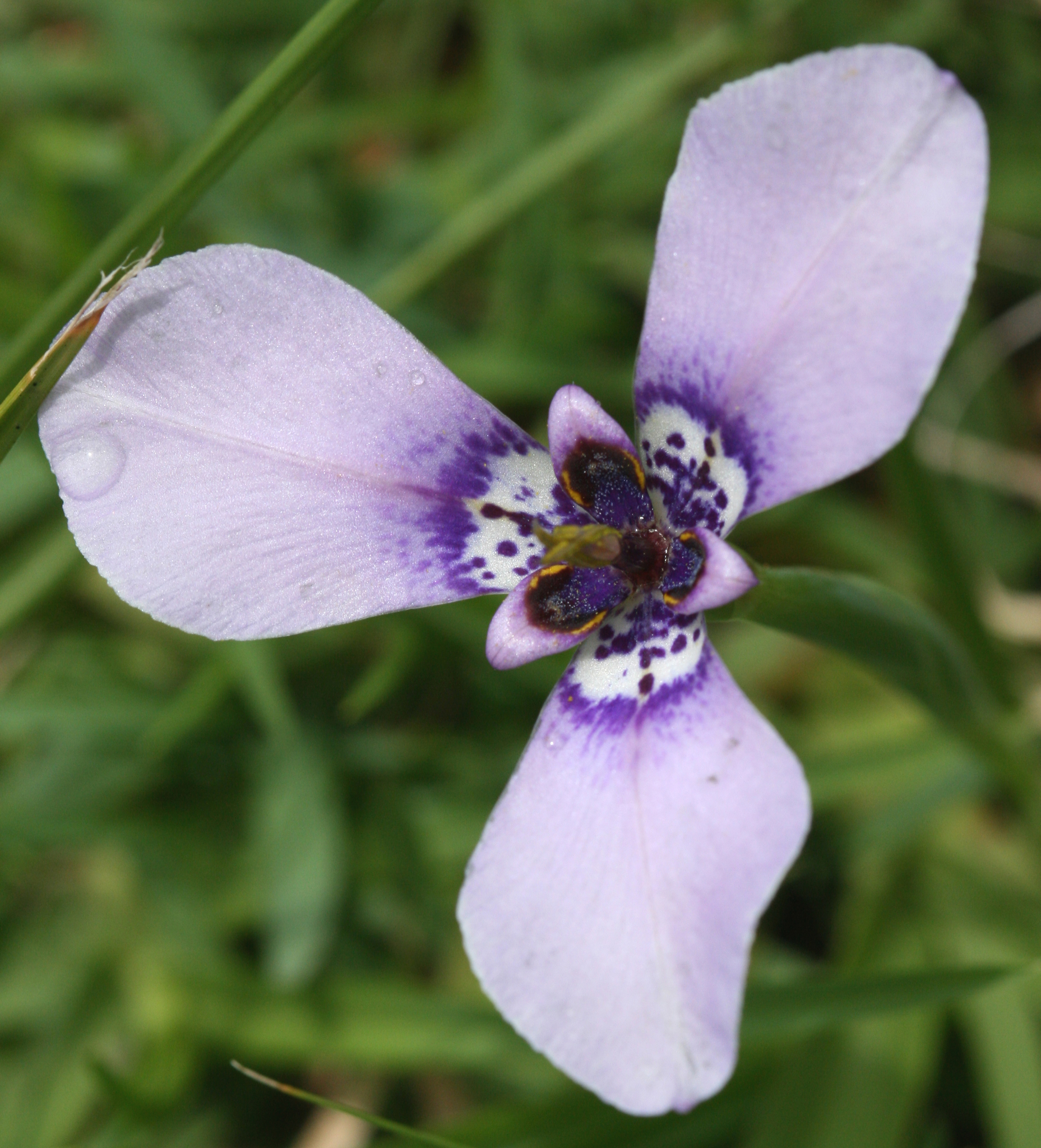 Herbertia