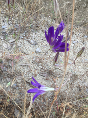 Brodiaea