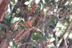 Cantorchilus leucotis