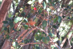 Cantorchilus leucotis