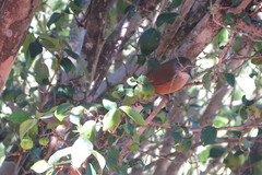 Cantorchilus leucotis