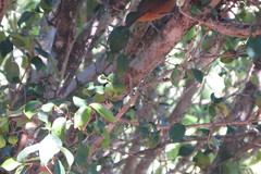 Cantorchilus leucotis