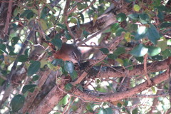 Cantorchilus leucotis