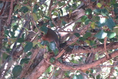 Cantorchilus leucotis