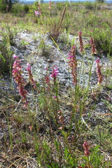 Polygala cretacea