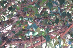 Cantorchilus leucotis