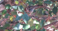 Cantorchilus leucotis