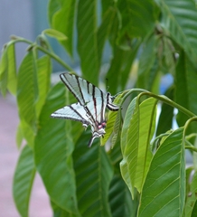 Protographium epidaus fenochionis