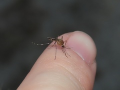 Aedes canadensis