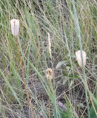 Fritillaria meleagroides