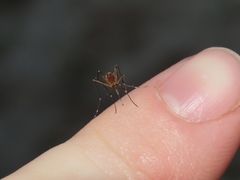 Aedes canadensis