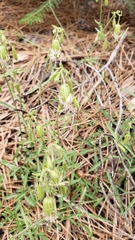 Silene lemmonii