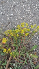 Euphorbia petrophila