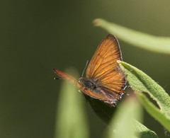 Tharsalea arota nubila