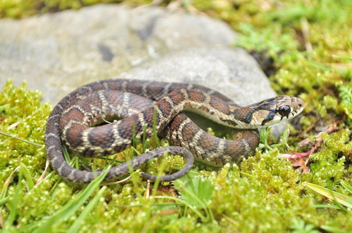 Sumichrast's Garter Snake