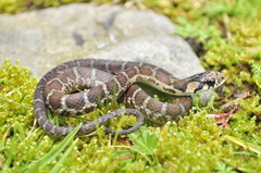 Thamnophis sumichrasti