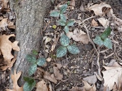 Trillium recurvatum