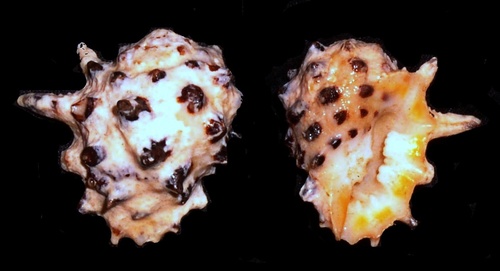 Prickly Drupe
