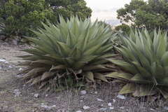 Agave gentryi