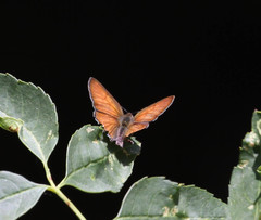 Tharsalea arota nubila