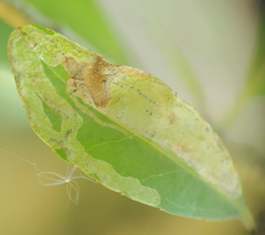 Phytomyza ilicis group