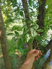 Phytomyza ilicis group