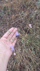 Linum squamulosum
