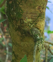 Phytomyza ilicis group