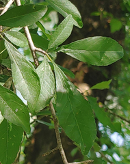 Phytomyza ilicis group